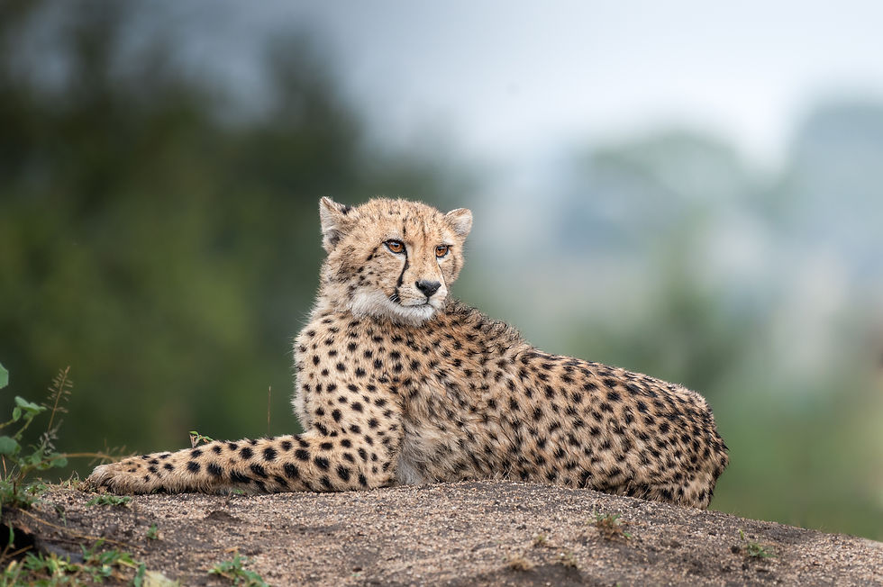 Cheetah in a log.jpg