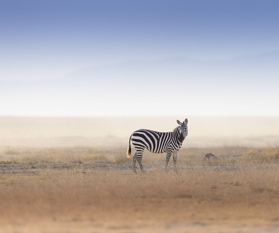 A lone Zebra stands in the open plains of Amboseli National Park with a hazy background, blue sky and a soft brown background, taken during a photographic safari.