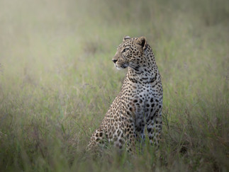 Stunning Female Leopard photographed in the masai mara during a kenya wildlife photography tour.