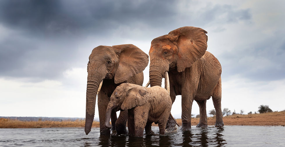 wildlife photography magazine - untamed photo magazine