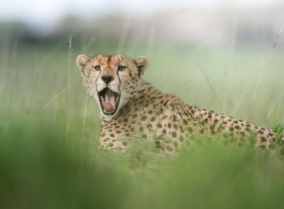 A close portrait of a cheetah sitting in the tall green grass of the southern Serengeti.