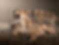 Mother and Cub Lions - Untamed Photo Safaris