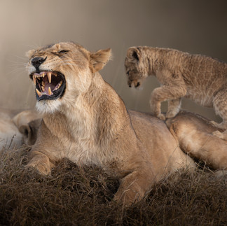 Lioness and Cubs sit on a grassy mound in the Serengeti, during a photo safari led by jaren a fernley.