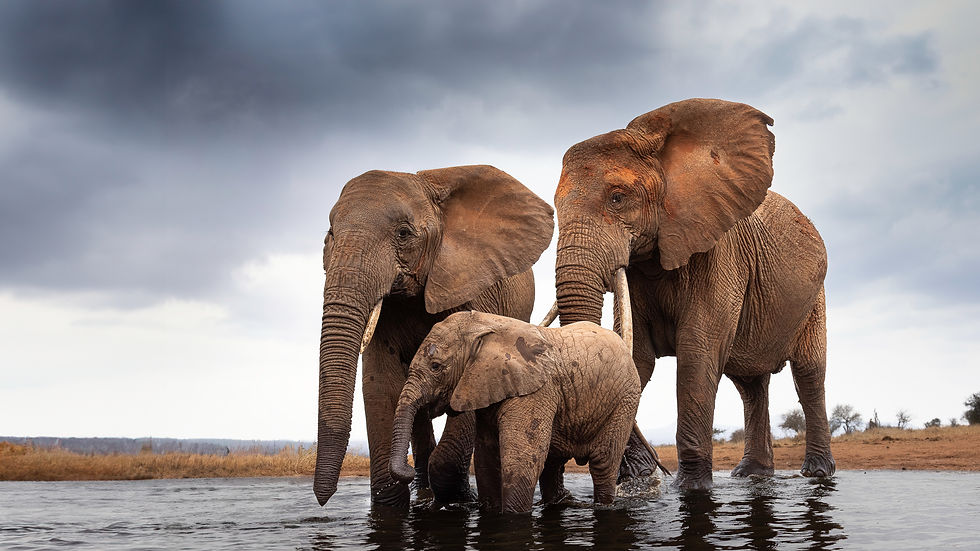 East African Elephant Wildlife Photography – Jaren A. Fernley