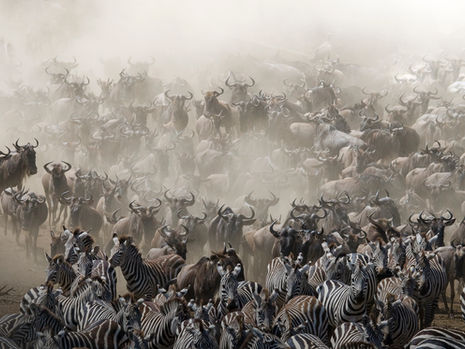 Northern Serengeti - A Wildlife Photographers Guide