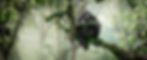 Gorilla Photo Tours - Untamed Photo Safaris