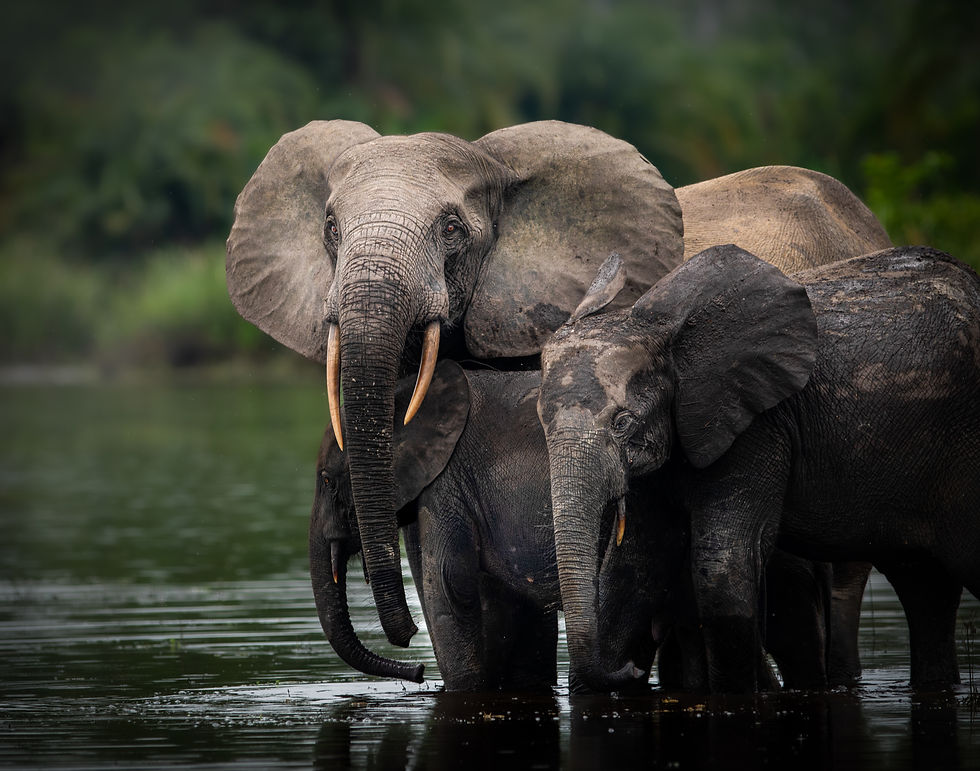 Republic of the Congo Photo Safari - Odzala Kokoua National Park - Forest Elephants.JPG