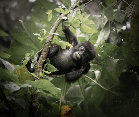 A baby mountain gorilla swings from a tree in the mint green shadows of a Bwindi forest, taken by wildlife photographer Mark A Fernley.