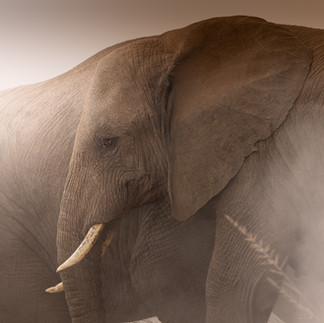 A sid eon head shot of an African elephant surrounded by dust
