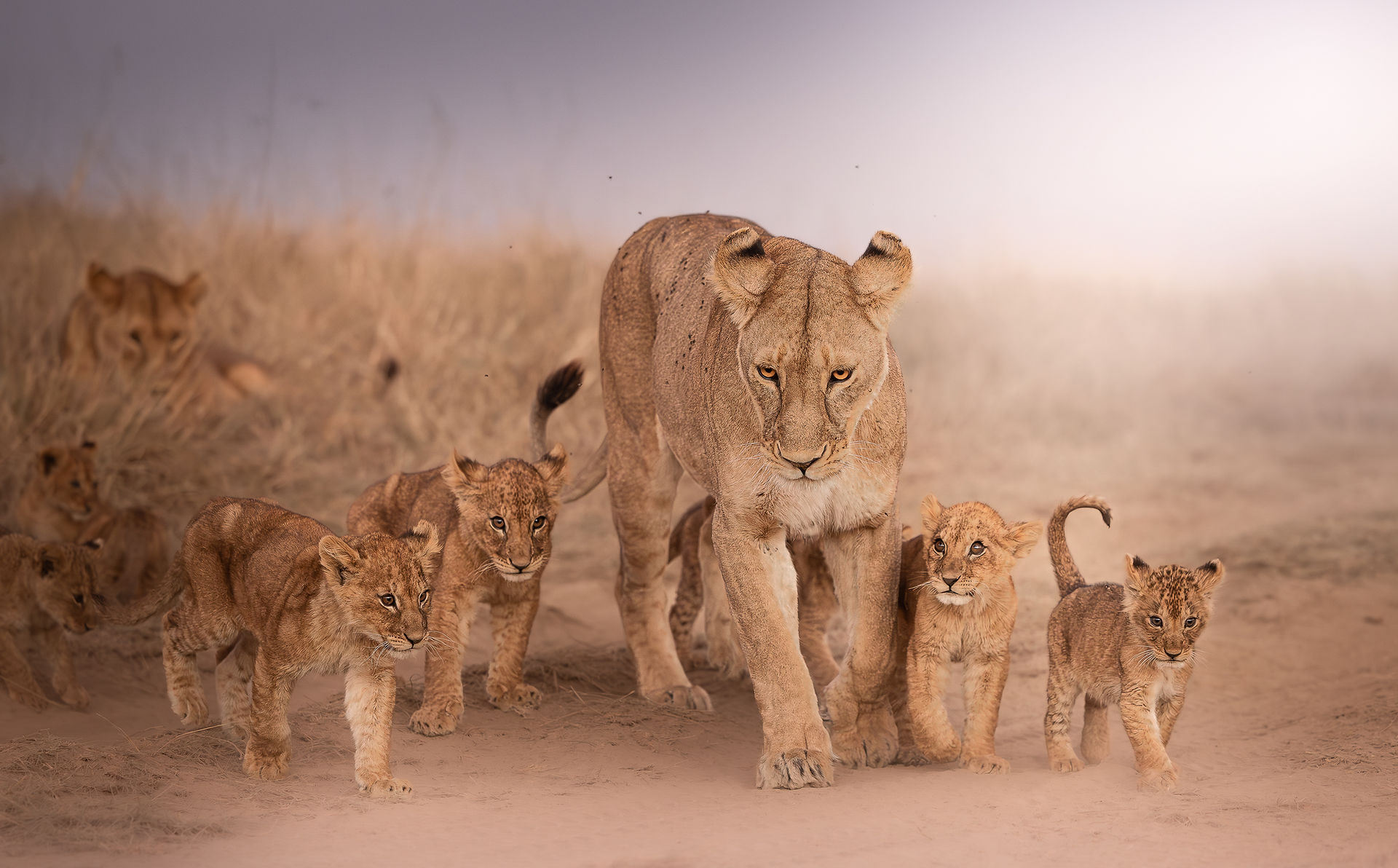 Close up of a lioness and her many cubs walking down the road here in the Serengeti, during a photographic safari.