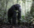 Chimps, Kibale Forest