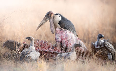a marabou stork and white backed vultures gather around a buffalo carcass in the brown grasses of the Serengeti during a wildlife photography tour with Untamed Photo Safaris