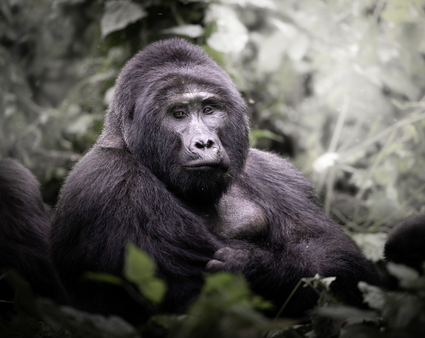 A close up of a young silverback gorilla sits in a mint green mountain forest and looks over his shoulder.