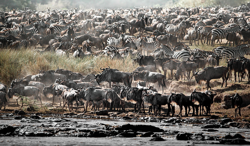 A landscape view of the great wildebeest migration as they stand still in their large herds with zebra, next to a shallow river bed.