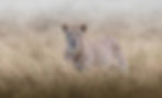 Lioness stands in the wet masai mara grass, taken during a photographic safari with Untamed Photo Safaris.