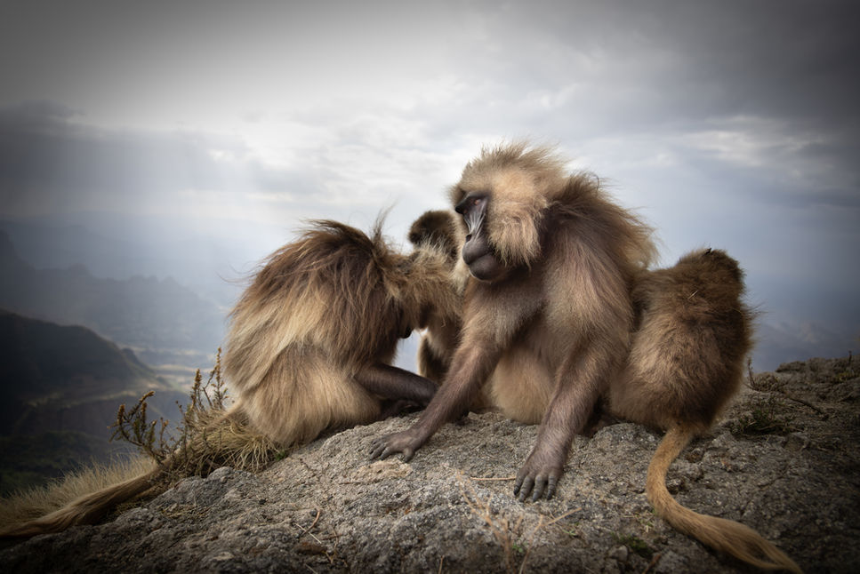 Gelada monkeys sit together on the mountain side.