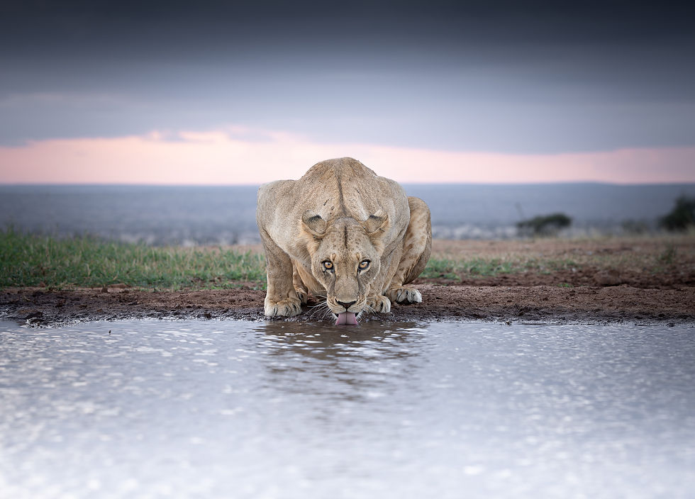A lioness drinks from a waterhole photo hide here in the Lumo Conservancy, during a private Kenya photo safari.