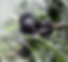 Mountain Gorilla photographic tours - Untamed Photo Safaris