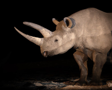 Amazing black rhino night photography