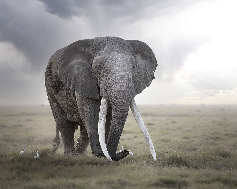 Elephant herd moving across the plains of Amboseli National Park in Kenya, photographed in soft light with environmental wildlife composition