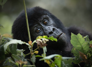 Gorilla photography.jpg