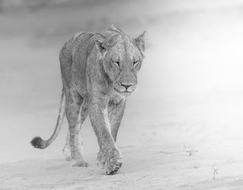 Black and white photograph of a walking lion in Chobe National Park - Mark Fernley Wildlife