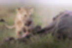 An African Lion comes to finish his buffalo kill here in the Masai Mara during a photo safari.