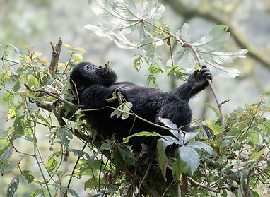 Baby Mountain Gorilla.jpg