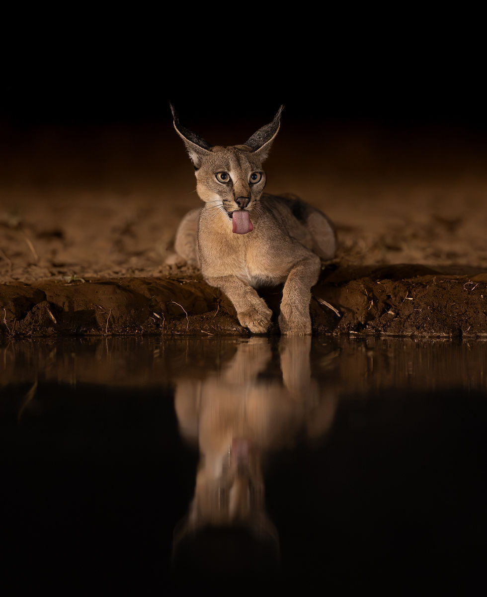 Rare Caracal is laying in front of the waterhole for a drink at night.
