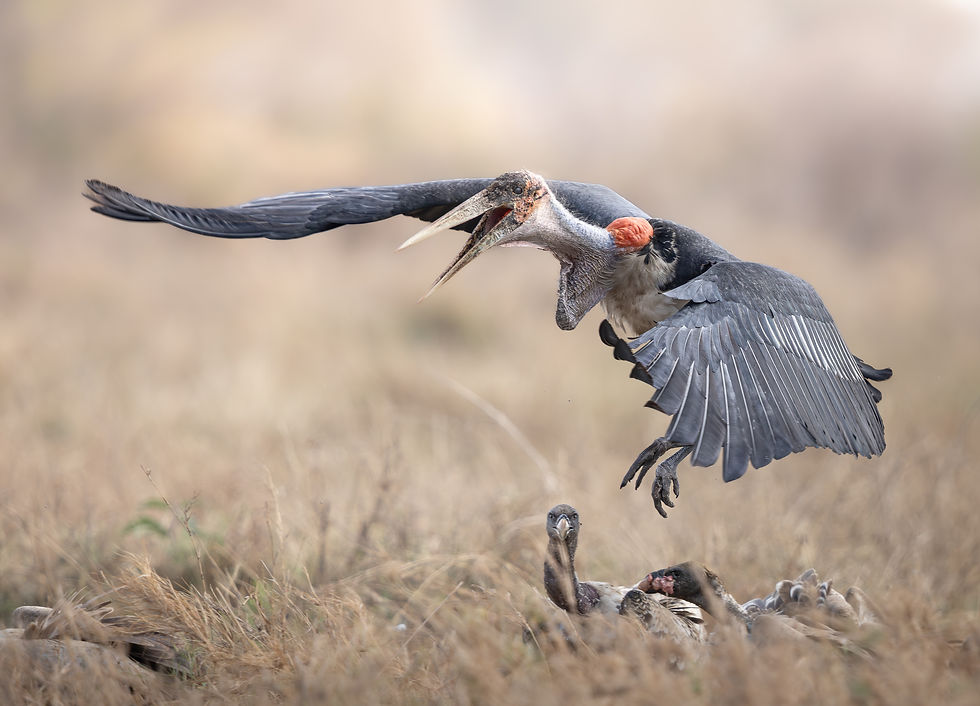 Large marabou stork flies into land over a carcass, surrounded by vultures in the brown grass of the serengeti.