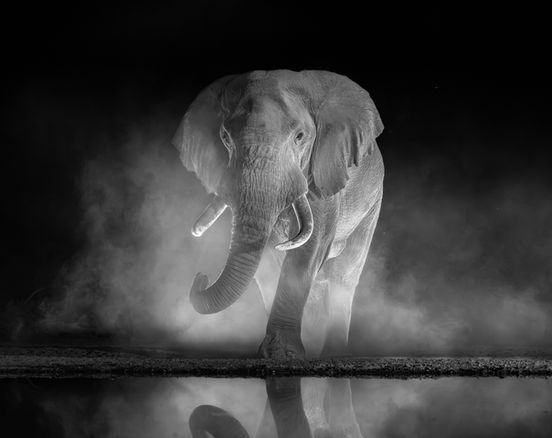 A large male African Elephant walks to a waterhole here at shompole and lit up by back lights as it kicks up dust into the air and around its body.