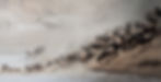 Great Wildebeest Migration - Untamed Photo Safaris