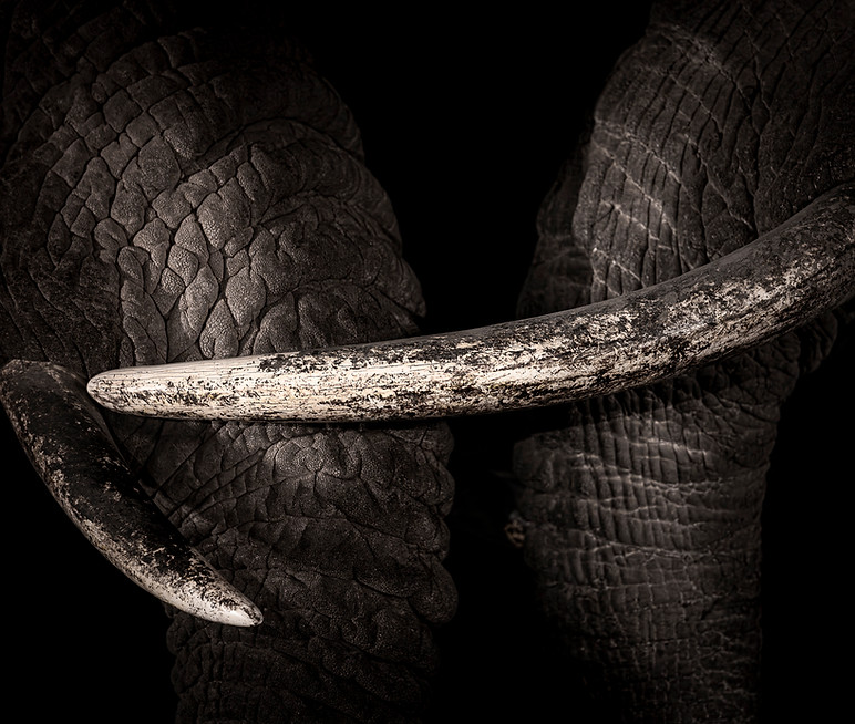 Monochrome African Elephant Tusks – Fine Art Photography by Jaren A. Fernley