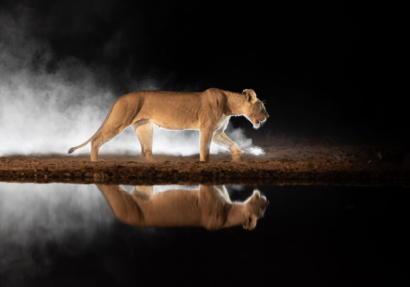 An African lioness walks side on to the shompole hide waterhole during the night, kicking up dust and showing off her mirrored water reflection.