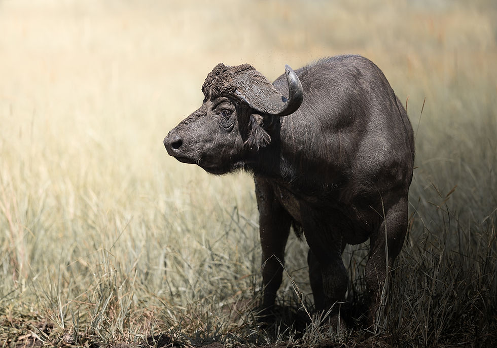 buffalo looking to the left for a side profile photogaph