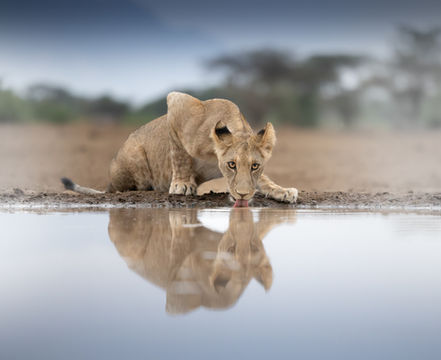 Lone male lion sits at a waterhole hide to drink during a photographic safari with Mark A Fernley