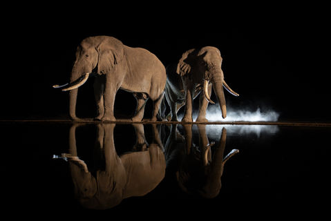 Two large male African Elephants stand next to a waterhole at night with back lit dust.