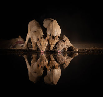 A bride of lions come to drink at night at a waterhole and photographed by safari wildlife photographer Mark A Fernley.