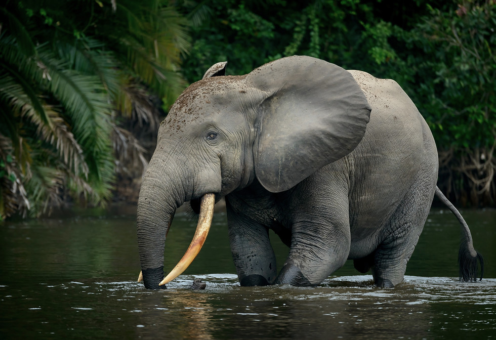 Rainforest Elephant Photography - Odzala Kokoua National Park - Untamed Photo Safaris.JPG