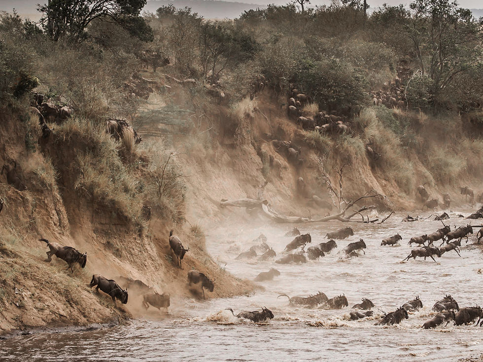 Great Wildebeest Migration - Untamed Photo Safaris