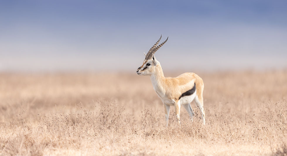 Grant’s gazelle standing alert in open grassland of Ngorongoro Crater, Tanzania, photographed on a wildlife photography safari.