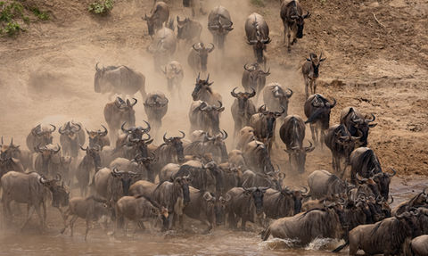 Charging wildebeests racing down the riverbank towards the mara river in the northern Serengeti during a  wildlife photography tour