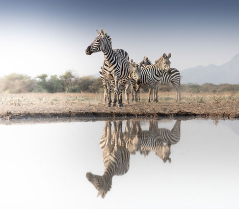 A herd of zebra photographed near Shompole Hide waterhole showing off their mirrored reflection - Mark Fernley Wildlife.