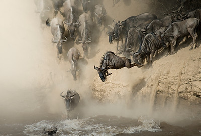 Wildebeest Crossing Mara River 2-1.JPG