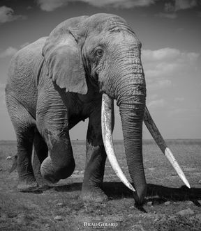 A large African elephant walks the open plains of Amboseli national park photographed in black and white, during a photographic safari, led by Mark A Fernley.