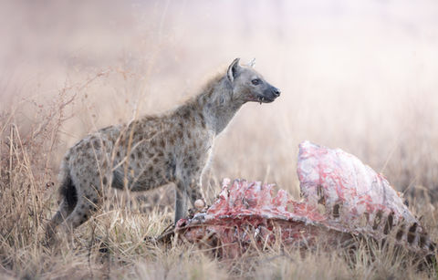 A young spotted hyena stands next to a buffalo carcass in the brown grasses of the serengeti national park during a great migration photographic safari with Untamed Photo Safaris. 