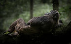 A wild chimpanzee lies on a branch in kibale forest, uganda, durinmg a gorilla and chimp photographic safari with Untamed Photo Safari.