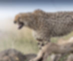 Close up of a cheetah photographed at eye level, stands in the green grass calling out, standing up with its mouth open.