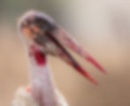 The Marabou Stork, Serengeti National Park - Untamed Photo Safaris