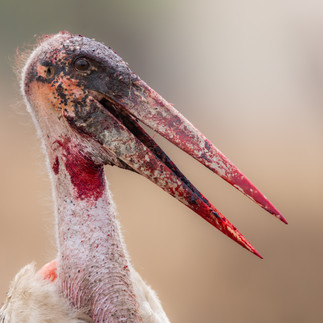 Marabou Stork close portrait, Tanzania